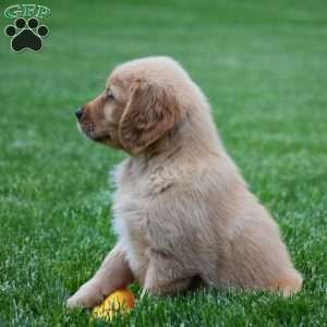 Marley, Golden Retriever Puppy